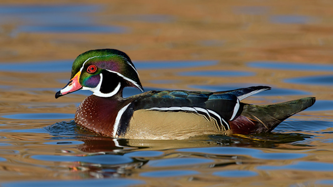 Wood Duck Profile  MeatEater Hunting