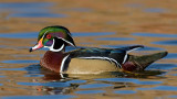 Wood Duck Profile