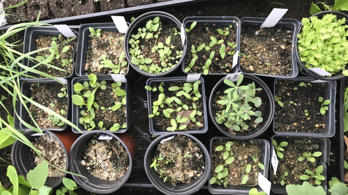 How to Sow Seeds in the Winter