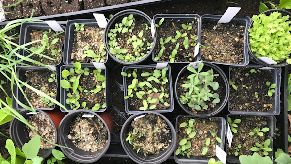How to Sow Seeds in the Winter
