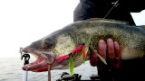 How to Fish Walleye Spinner Rigs Like a Pro