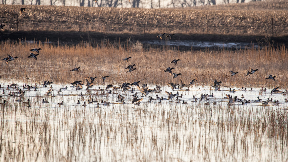 4 Plants Every Duck Hunter Should Know 