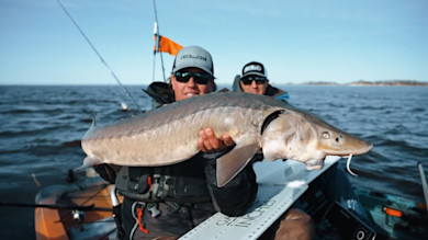 Kayak Fishing for Sturgeon