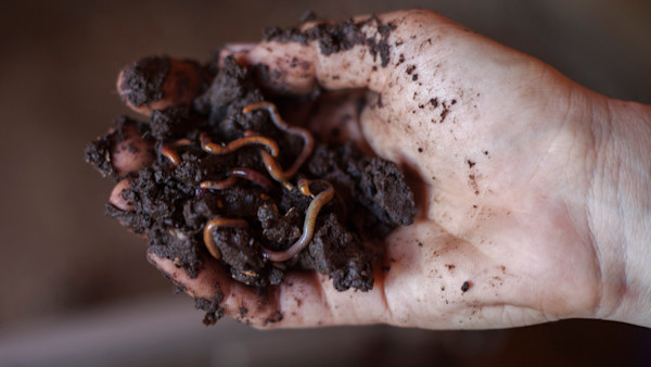 How to Vermicompost