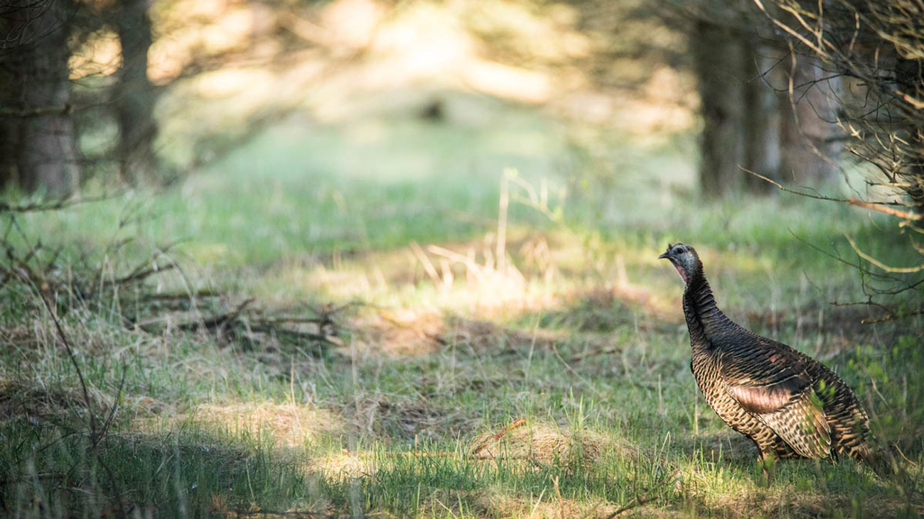 The 6 Turkey Vocalizations You Need to Know
