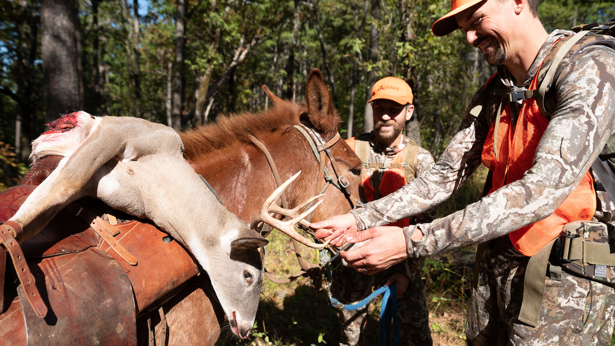 Packing out 2024 whitetail deer