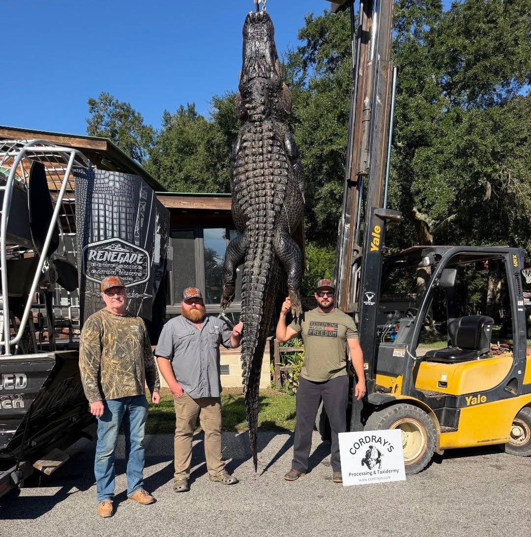 big gator
