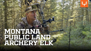 Montana Public Land Archery Elk