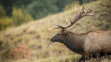 Understanding Big Game License Draws