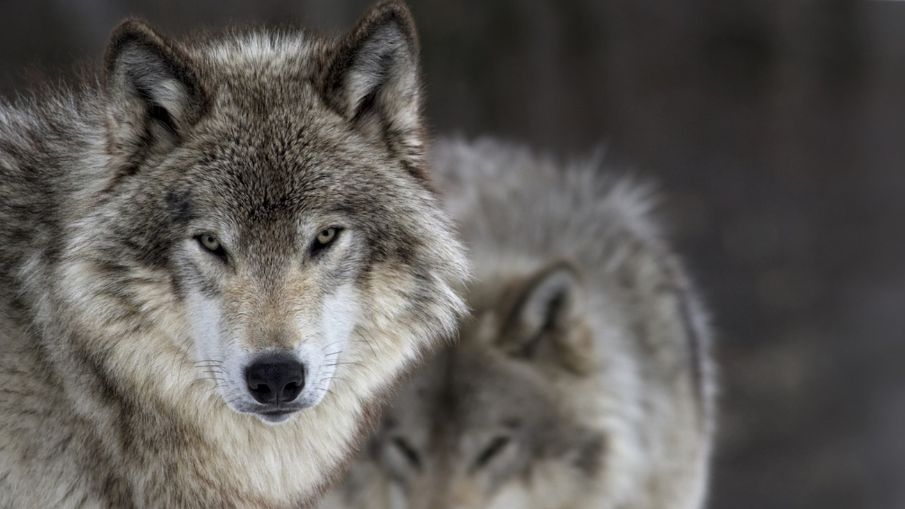 8 Wolves Poisoned in Oregon