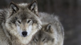 8 Wolves Poisoned in Oregon