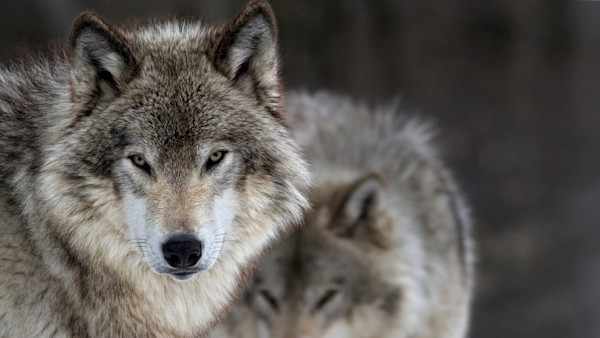 8 Wolves Poisoned in Oregon