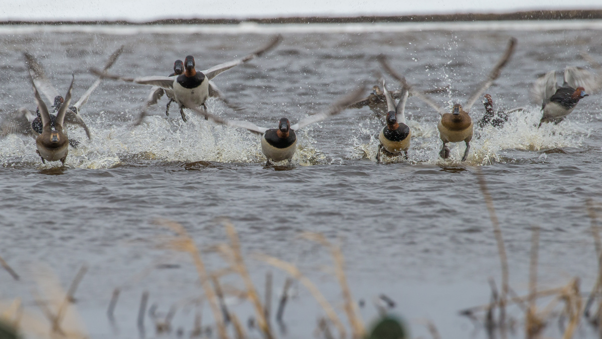 Duck Legs, Fish Eggs and a Persistent Myth | MeatEater Fishing