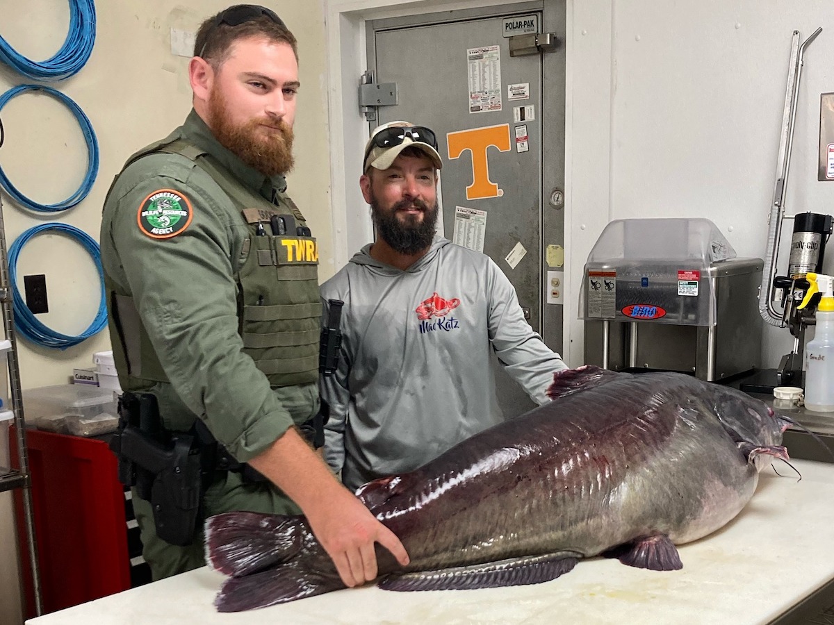 Tennessee Blue Catfish record