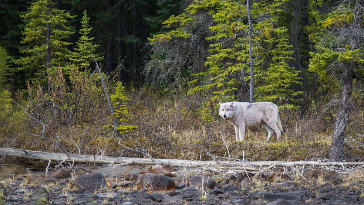 Isle Royale: Are the $2 Million Wolf Reintroductions Working?