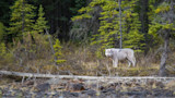 Isle Royale: Are the $2 Million Wolf Reintroductions Working?