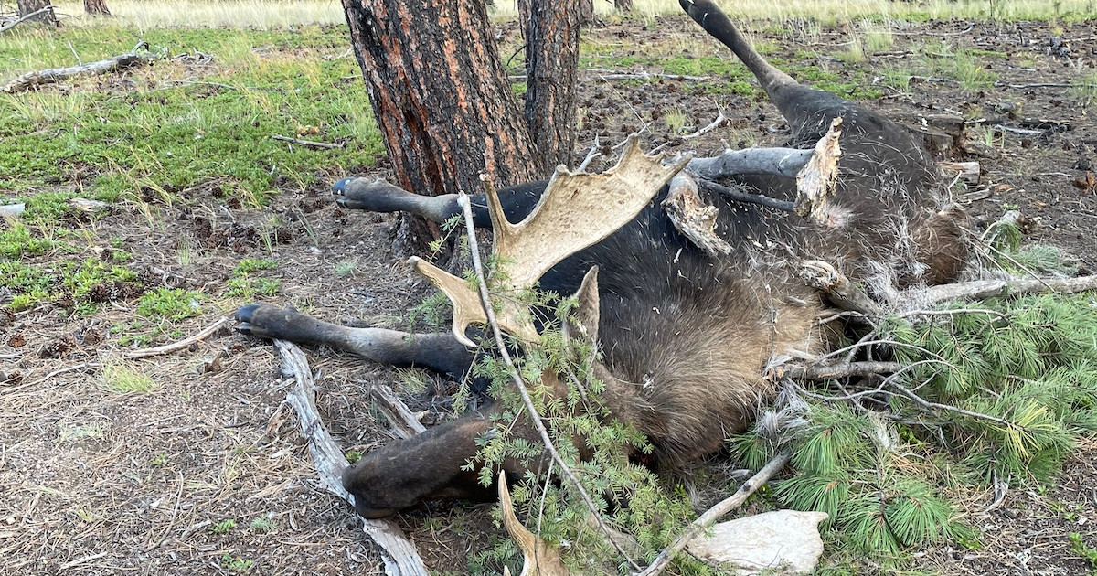 Update: Moose Poacher Caught on Trail Cam Pleads Guilty | MeatEater ...