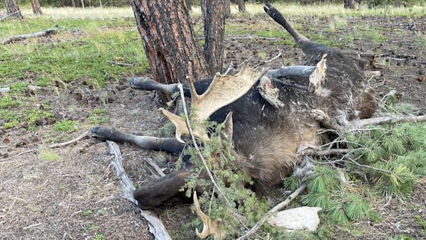 Update: Moose Poacher Caught on Trail Cam Pleads Guilty