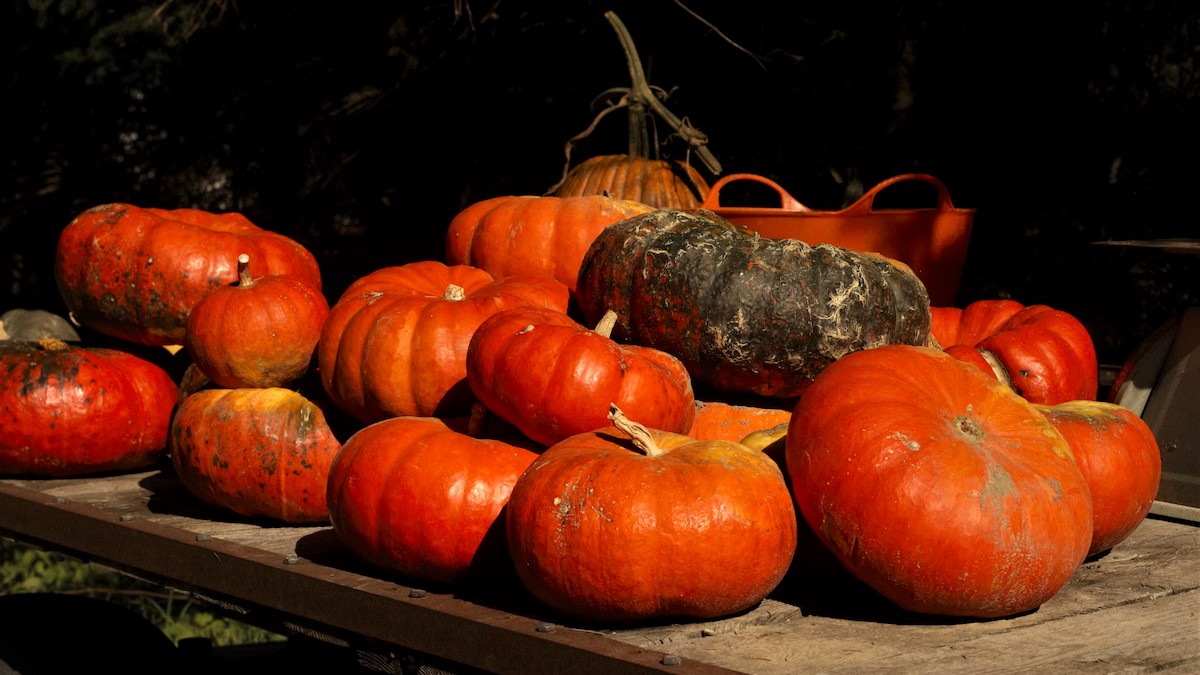 5 Best Pumpkins for Baking Wild + Whole