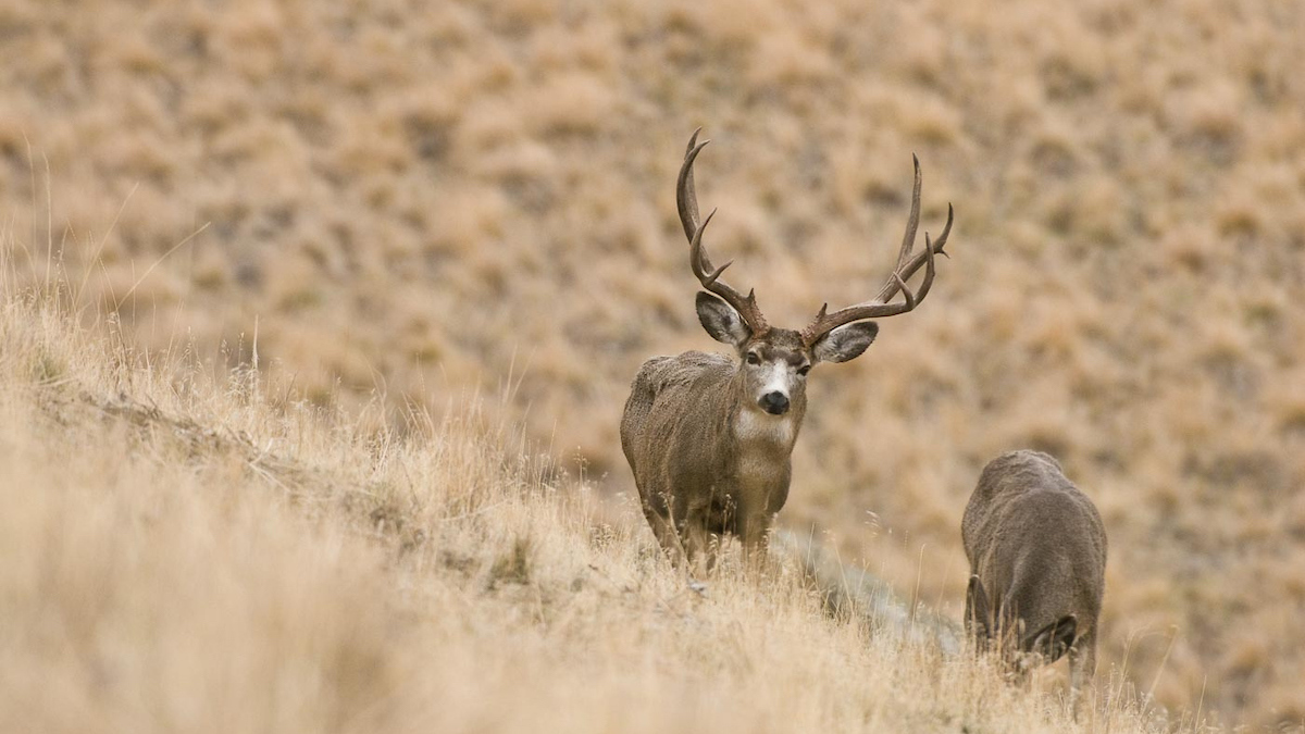 Big deals mule deer