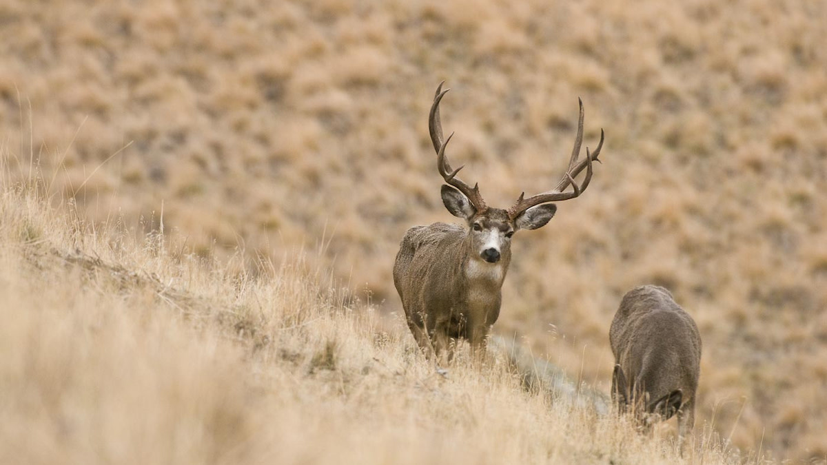 How to Kill a Mule Deer Buck Before the Rut