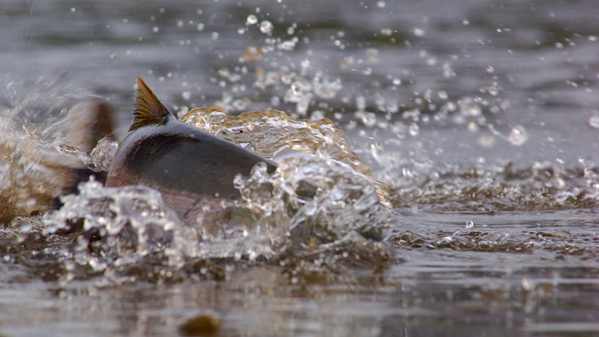 How to Catch Great Lakes Salmon