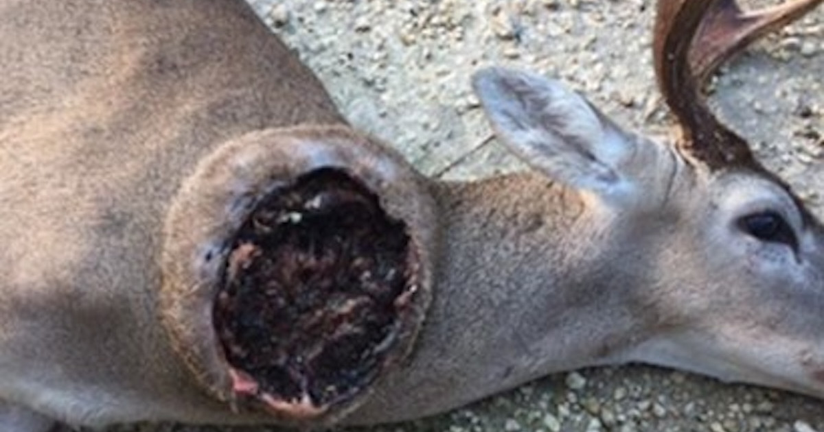 Flesh-Eating Flies Pose Risk To Southern Deer Populations