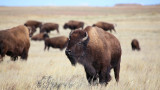 Interior Department Wants More Bison on Federal and Tribal Land