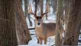 3 Places to Find a Post-Rut Buck