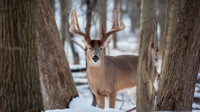 Should You Use a Deer Call Post-Rut? Pros and Cons.