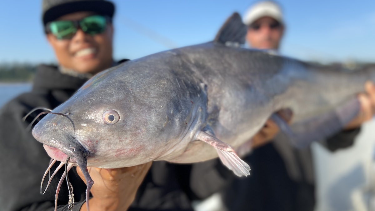 Big catfish outlet fishing