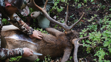 3 Tips for Making the Most of an Over-The-Counter Elk Tag