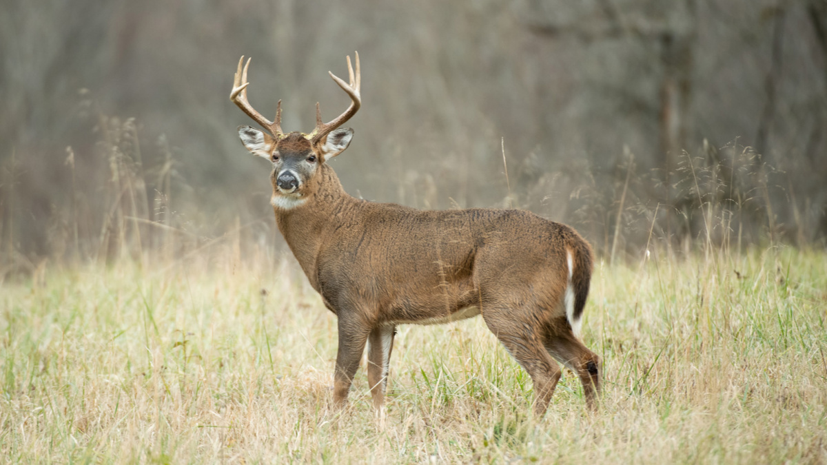 How to Age a Whitetail Buck on the Hoof | MeatEater Wired To Hunt