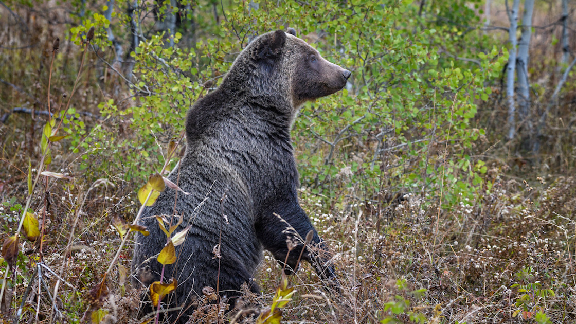 Alberta Has Second Fatal Grizzly Attack in 3 Weeks MeatEater