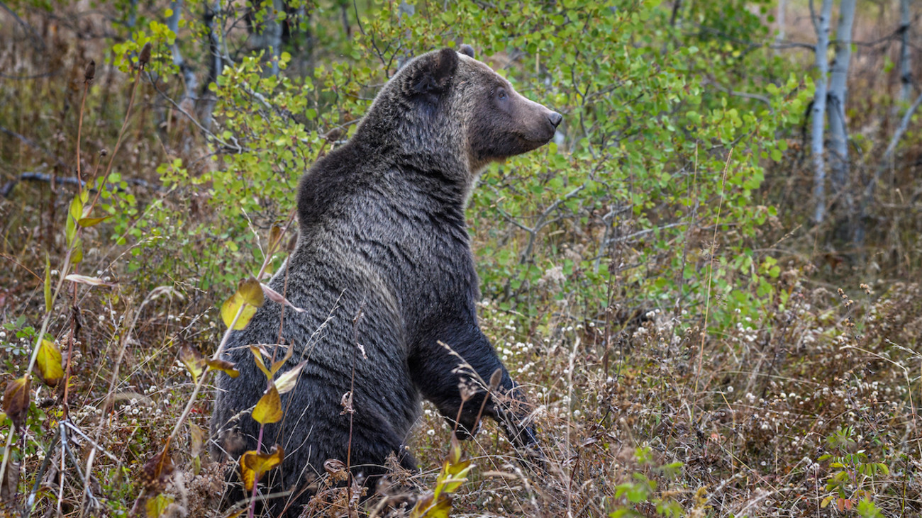 Alberta Has Second Fatal Grizzly Attack in 3 Weeks
