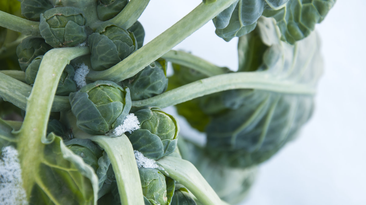 The Complete Guide to Growing Brussels Sprouts