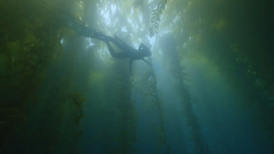 Spearfisher silhouetted in kelp forest underwater, aiming a speargun toward fish