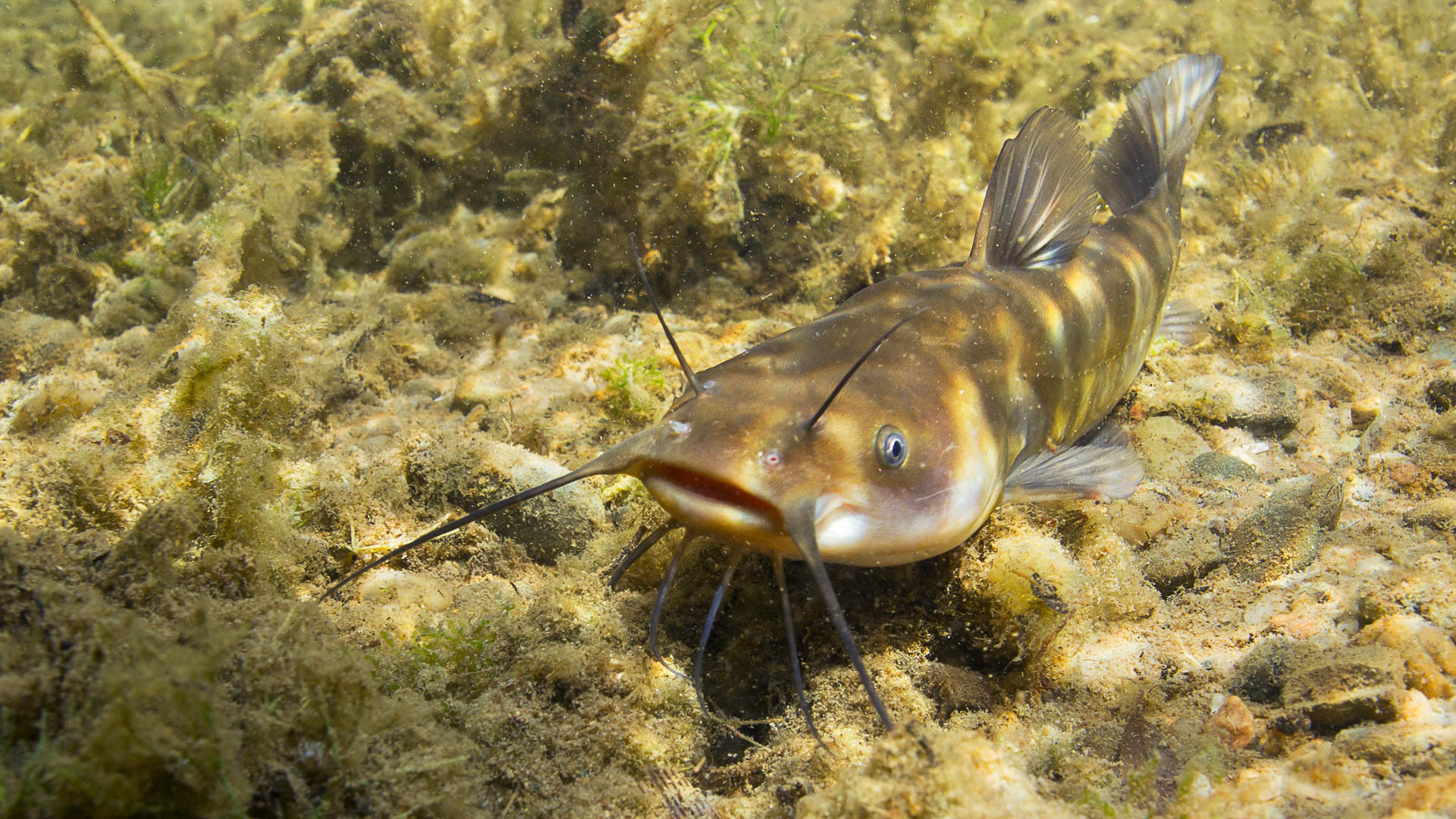 bullhead