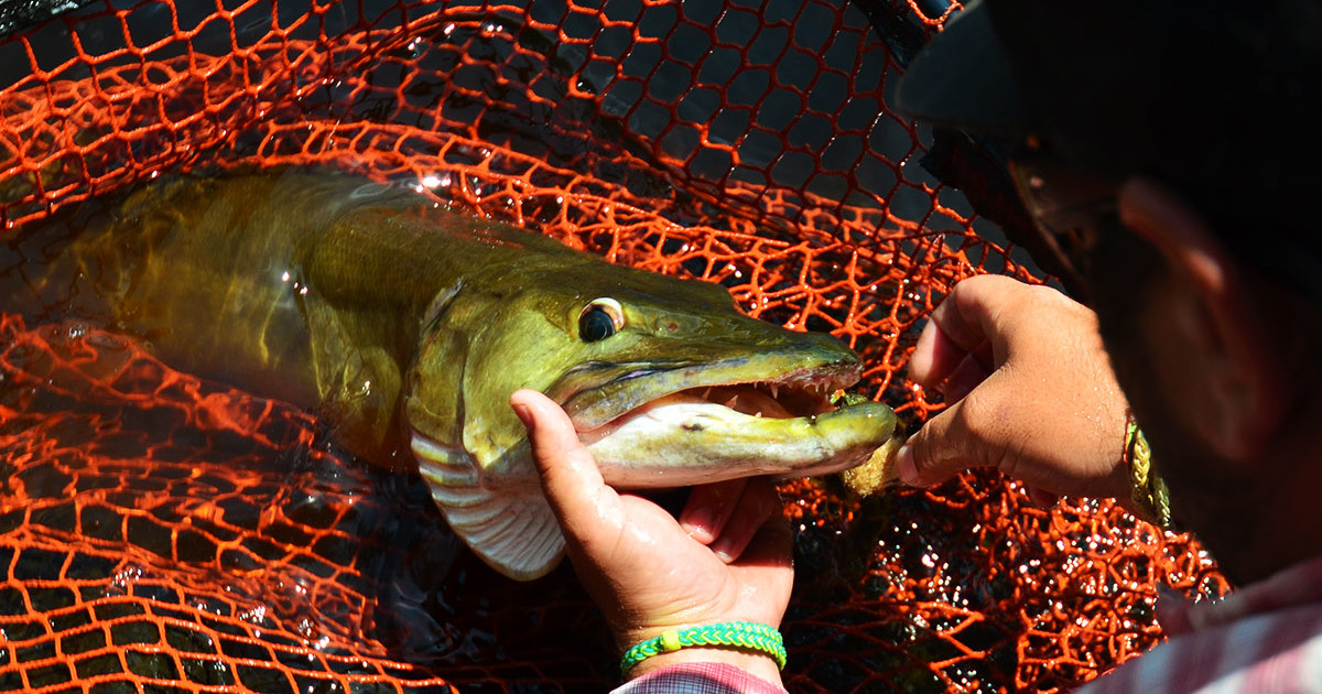 Muskie Fishing Basics: How to Catch the Premier Freshwater Predator
