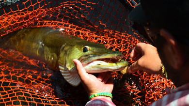 Muskie Fishing Basics: How to Catch the Premier Freshwater Predator