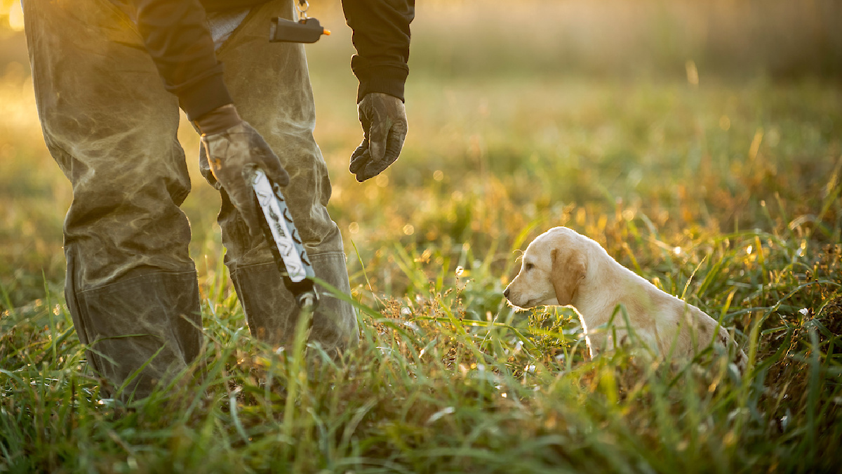 Retriever dog store training near me