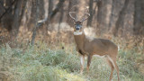Should Hunters Be Concerned About Deer with COVID-19?