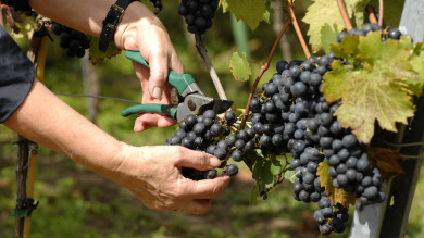 What is 'Natural' Wine?