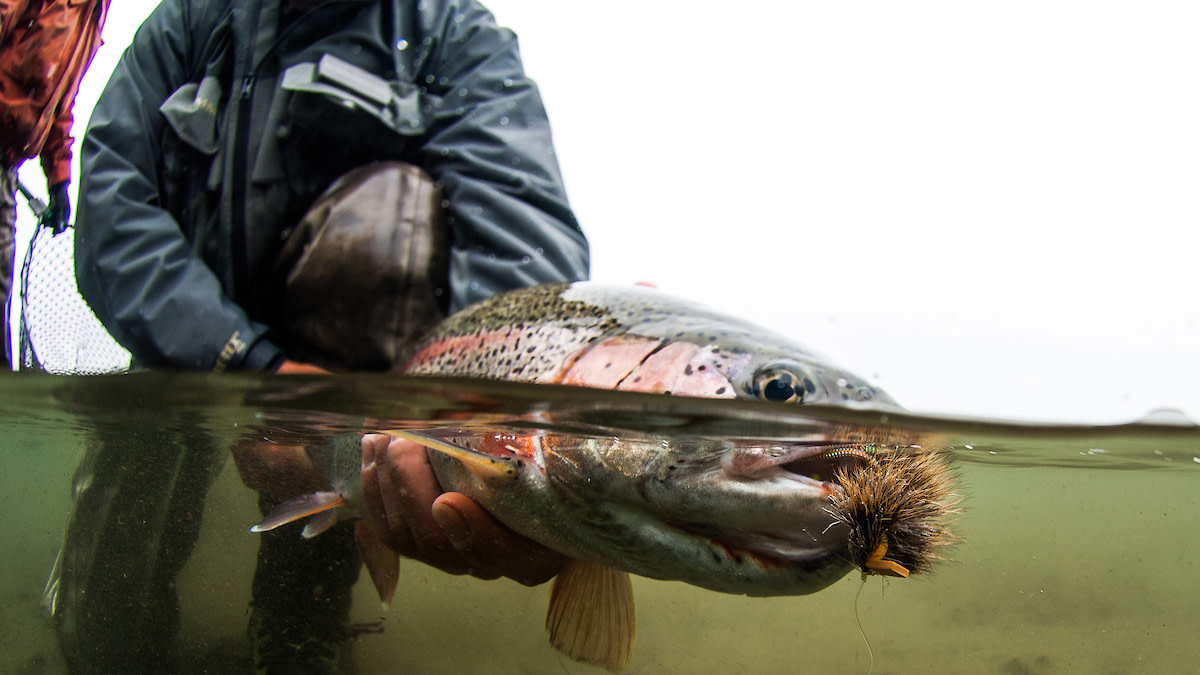 Early fly takes the big trout, Outdoors