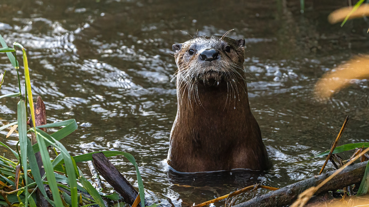 Is Otter Trapping in Wyoming's Future?