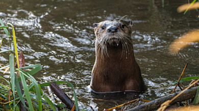 Is Otter Trapping in Wyoming's Future?