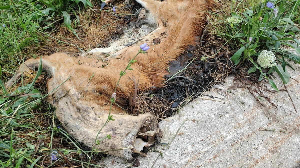 decapitated poached deer