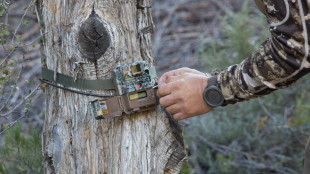 Why You Should Hang Game Cameras Post-Harvest