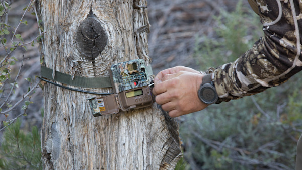 Why You Should Hang Game Cameras Post-Harvest