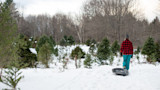 How to Harvest Your Own Christmas Tree on Public Land